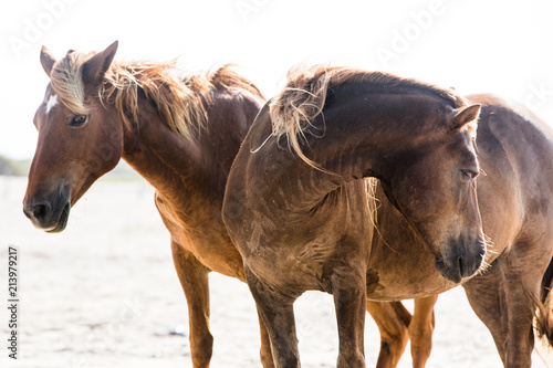 Two wild horses on beach Assateague Island National Seashore