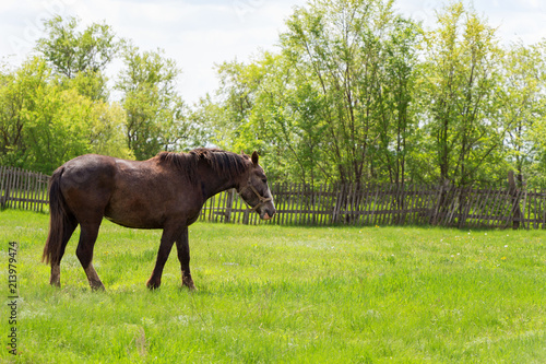 The horse grazes on a green meadow in the countryside.