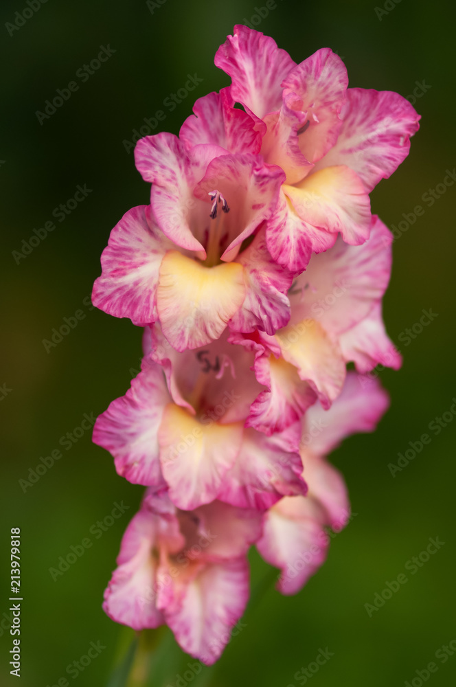 Fototapeta premium Gladiolus flower
