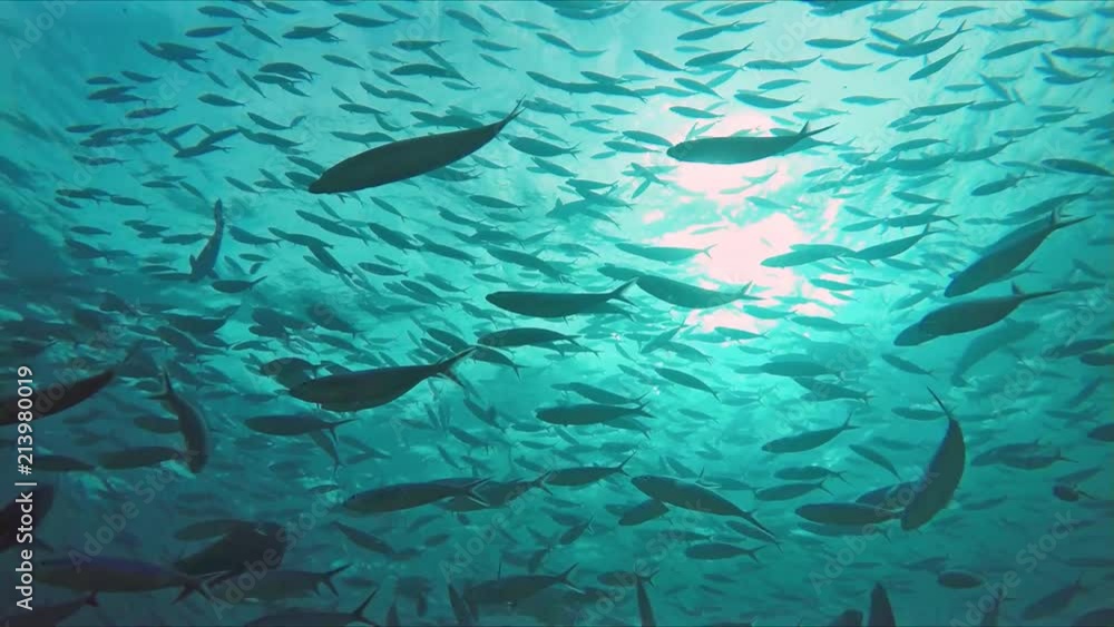 Huge schools of fusiliers and mackerels in the light-flooded ocean Huge schools of fusiliers and mackerels in the light-flooded ocean