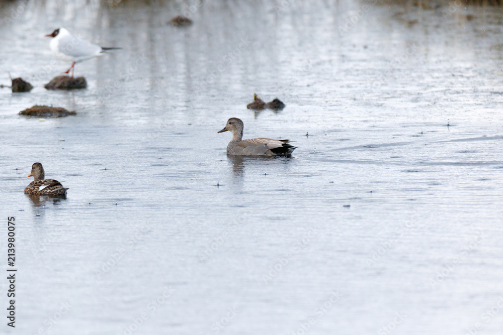Gadwall (Anas strepera) Gadwall (Anas strepera)