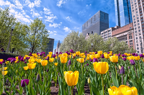 Fototapeta Naklejka Na Ścianę i Meble -  A colorful tulip bed of yellow and magenta flowers against the Chicago skyline. 