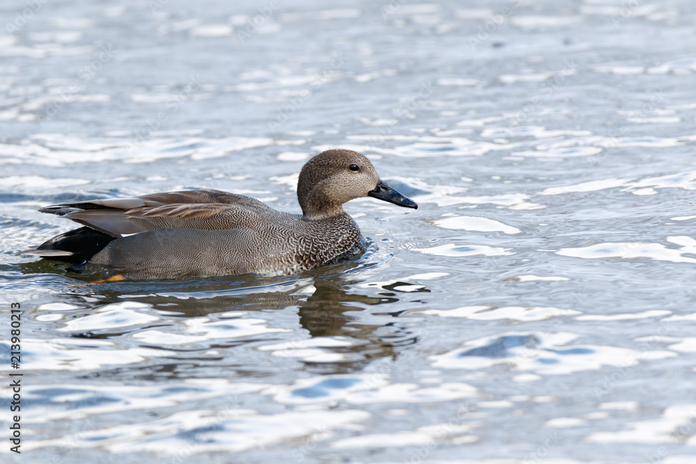 Gadwall (Anas strepera) Gadwall (Anas strepera)