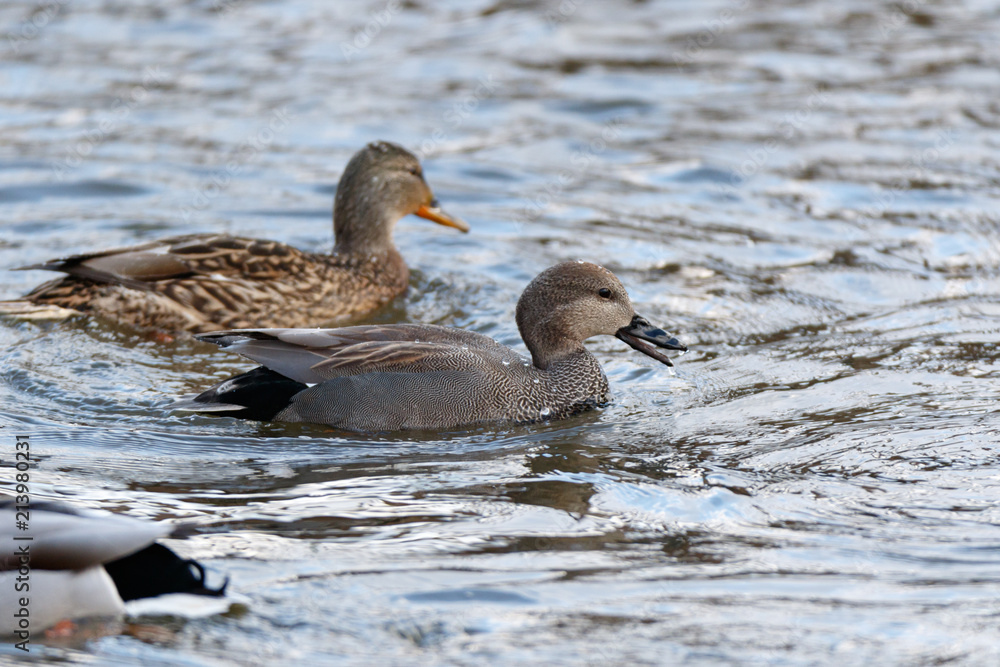 Gadwall (Anas strepera) Gadwall (Anas strepera)