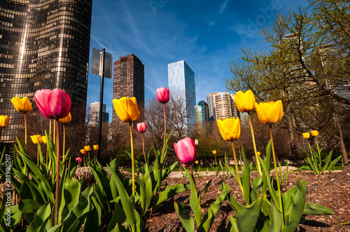 The brightly colored  tulips are juxtaposed against a background of Chicago skyscrapers.