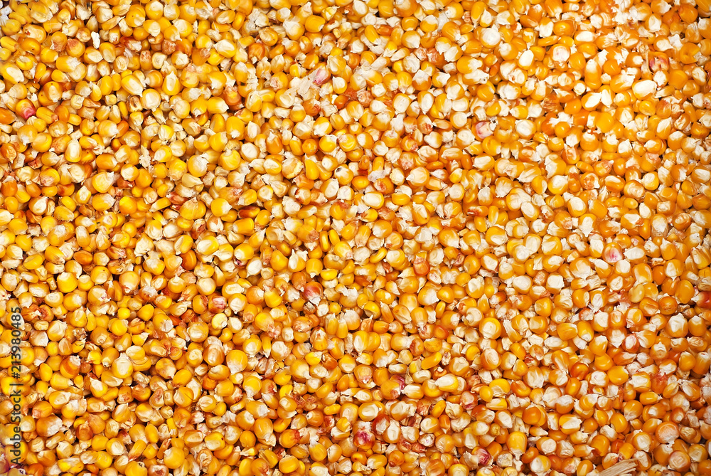 lots of corns or maizes as background lots of corns or maizes as background