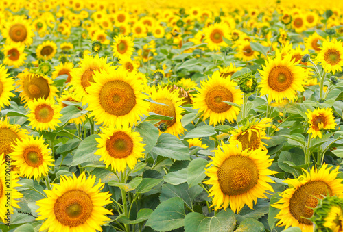 beautiful plantation of sunflowers. Yellow sunflowers in the field