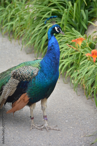 Wallpaper Mural paon Torontodigital.ca