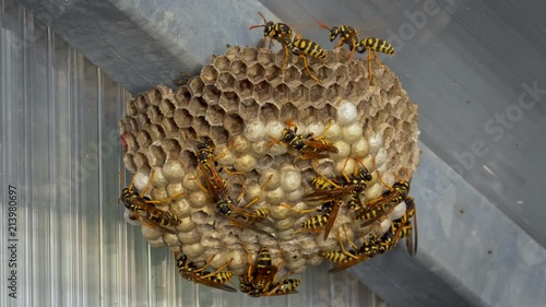 Paper wasps Polistes nimpha on nest photo