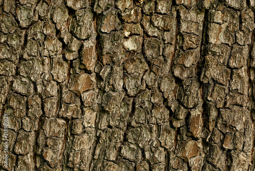 texture of the bark of the tree