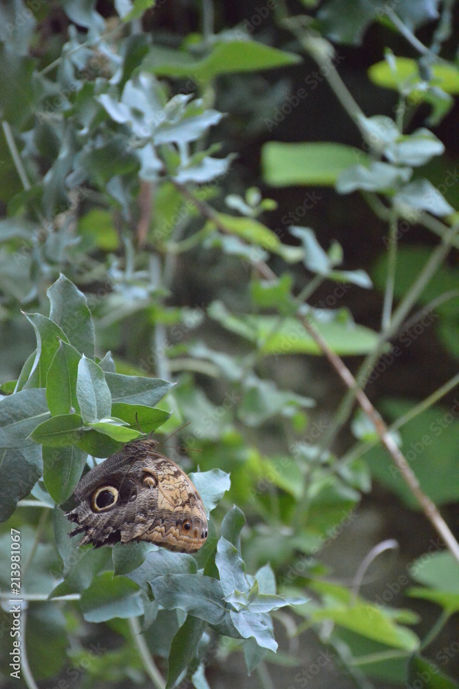 Papillon Papillon