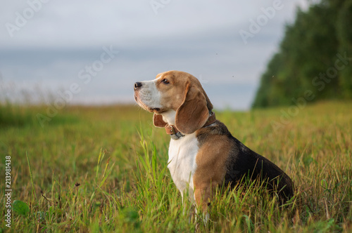 Dog portrait Beagle in the green grass on the background of the forest in the evening at sunset