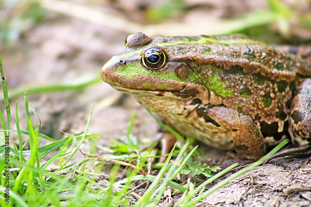 The marsh frog (Pelophylax ridibundus belongs to the family of true frogs) in the mud The marsh frog (Pelophylax ridibundus belongs to the family of true frogs) in the mud