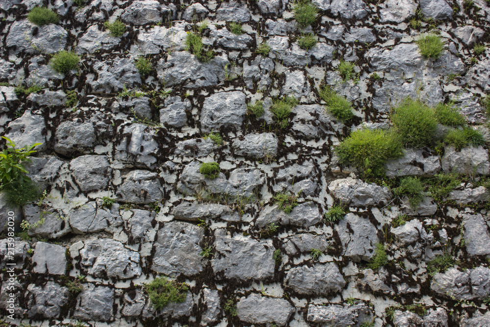 old gray medieval brick wall background texture and green plants with empty space for copy or text