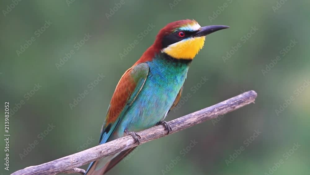 bee-eaters Dragonfly caught and eats it/bee-eaters Dragonfly caught and eats it bee-eaters Dragonfly caught and eats it/bee-eaters Dragonfly caught and eats it
