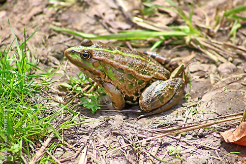 The marsh frog (Pelophylax ridibundus belongs to the family of true frogs) in the mud