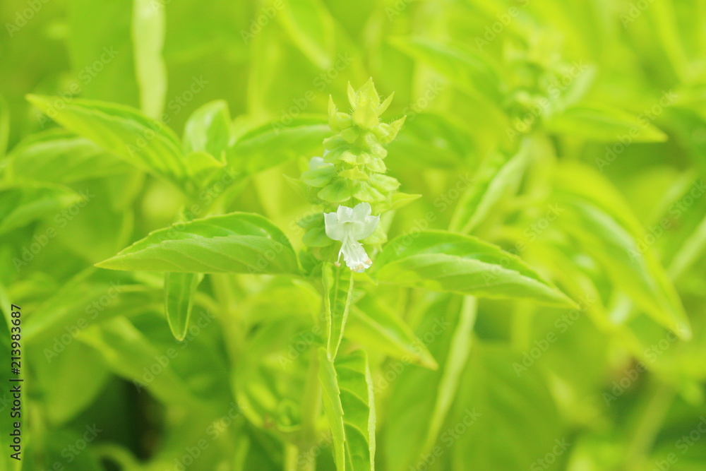 Basil flower up close