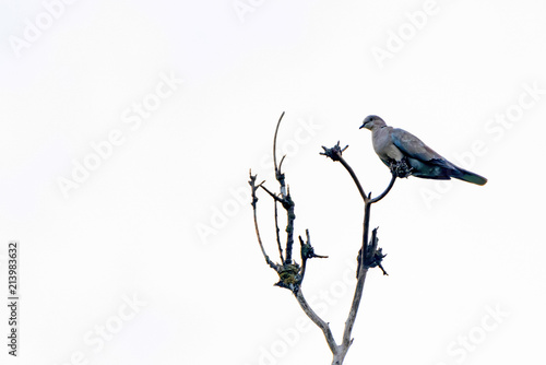 Collared dove or Streptopelia decaocto on branch photo