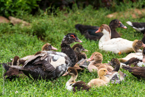 Several ducks rest on ground photo