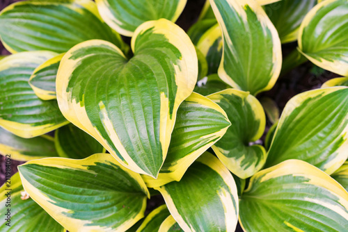 Beautiful leaves of hosta plant in the garden photo