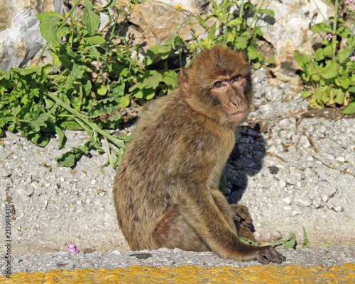 Monkey at the Gibraltar Rock