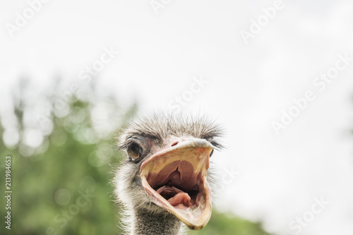 Head of an ostrich © BGStock72