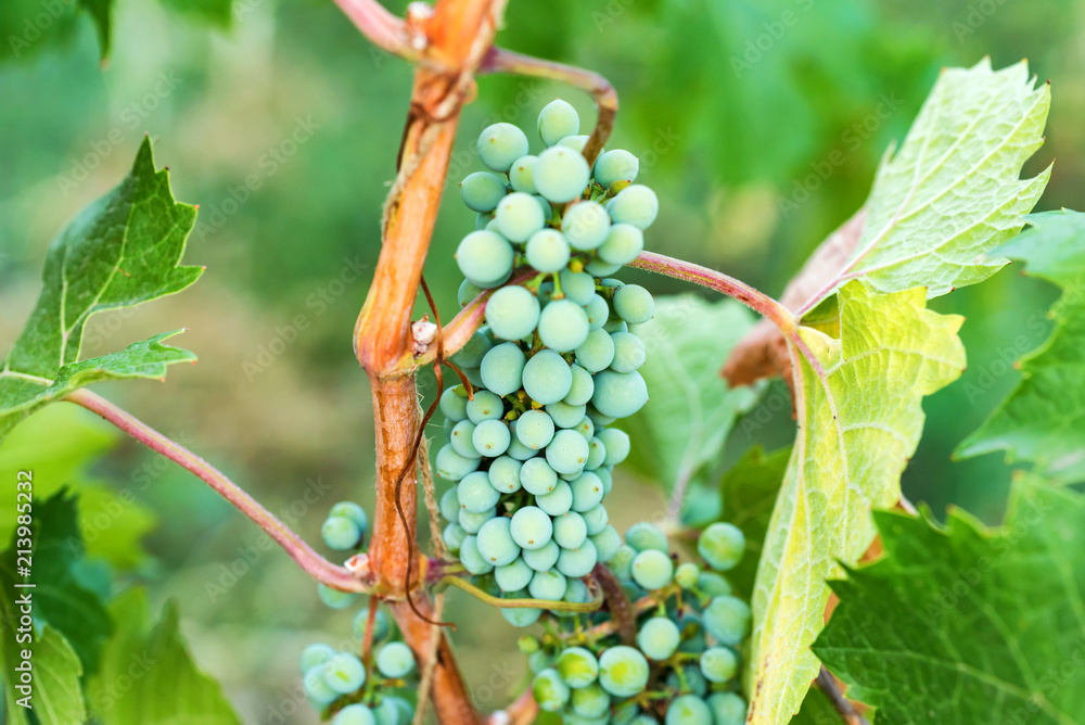 Unripe grapes and vine leaves close up Unripe grapes and vine leaves close up