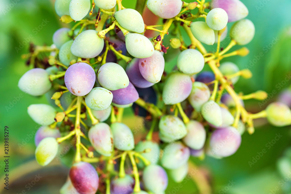 Unripe grapes and vine leaves close up Unripe grapes and vine leaves close up