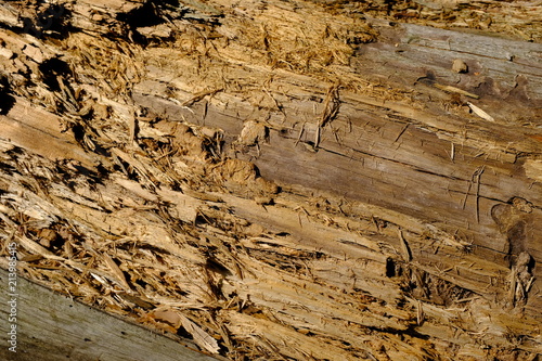 Rotten wood in a forest.