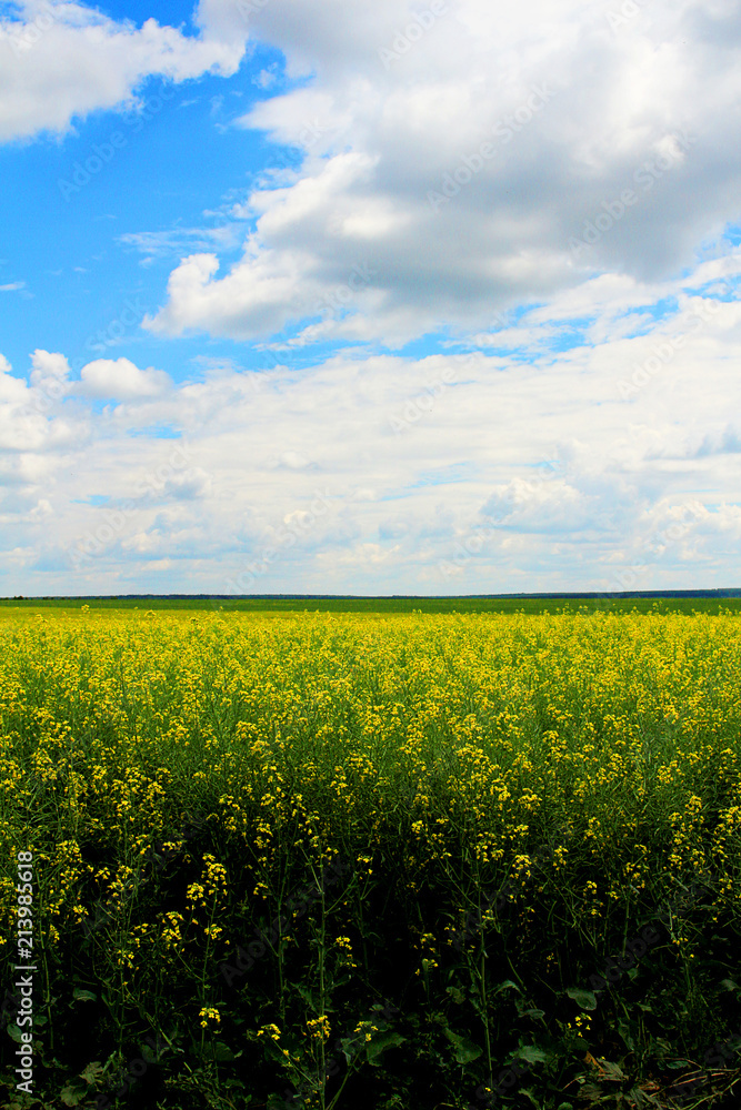 A blue sky, white clouds and a field of yellow flowers. A blue sky, white clouds and a field of yellow flowers.