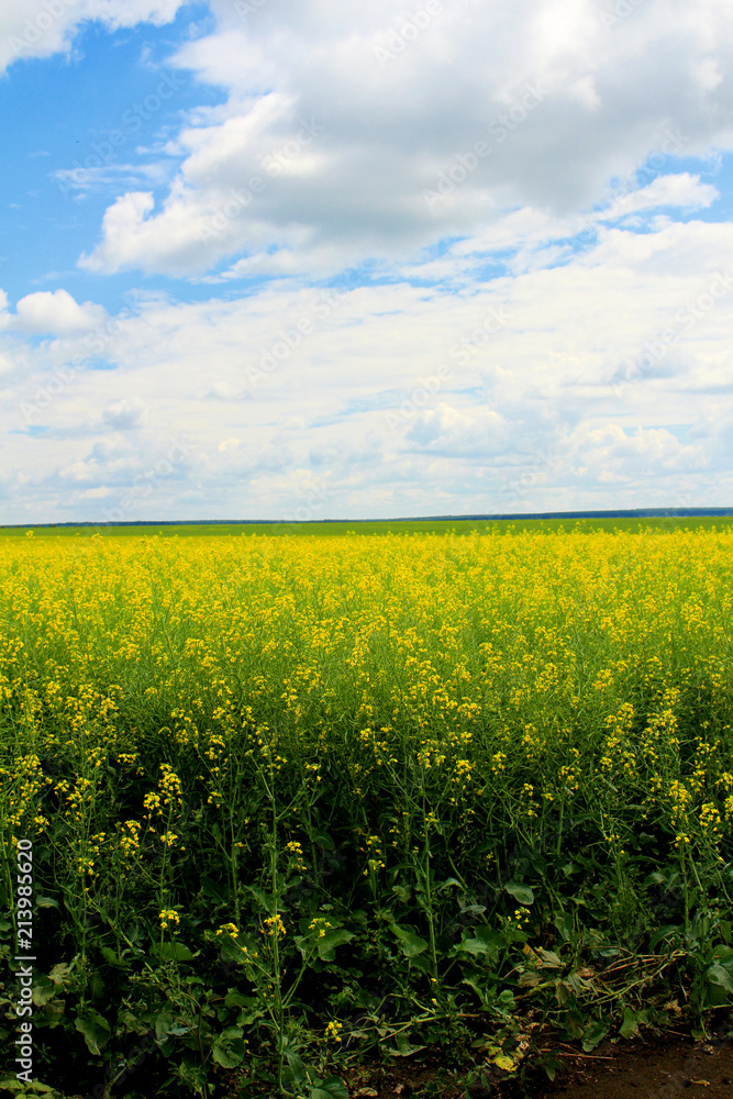Obraz premium A blue sky, white clouds and a field of yellow flowers.