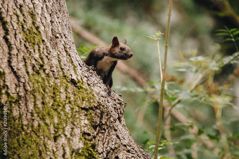gorgeous young brown squirrel on a tree in the forest. gorgeous young brown squirrel on a tree in the forest.