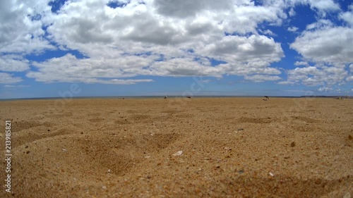 Sand beach with small shells and rocks, seagulls flying and running by beach, clear blue sky
