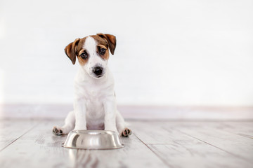 Puppy eating food from bowl