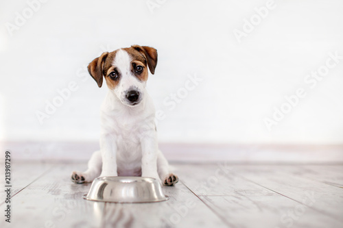 Canvas Print Puppy eating food from bowl