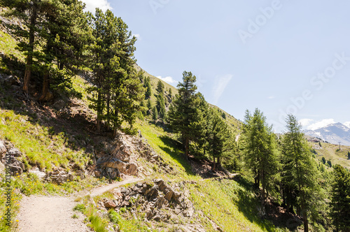 Pontresina, Muottas Muragl, Panoramaweg, Alp Languard, Alpen, Graubünden, Oberengadin, Sommer, Schweiz photo