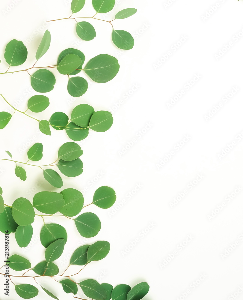 green eucalyptus branches on a white background.abstract. top view.copy space green eucalyptus branches on a white background.abstract. top view.copy space