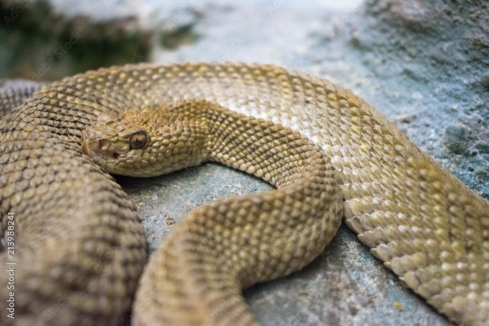 Fototapeta premium klapperschlange, schlange, giftig