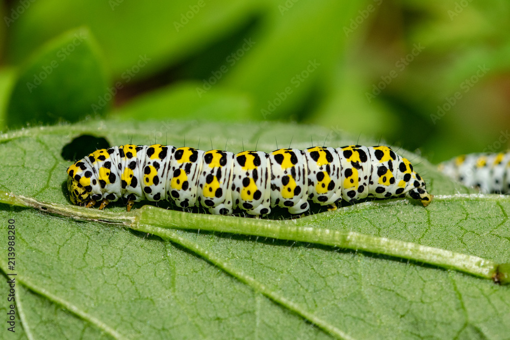Naklejka premium Mullein moth caterpillar
