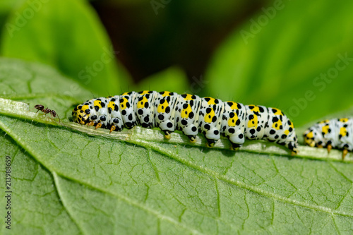 Single ant walking towards the head of a large mullein moth caterpillar © Anders93