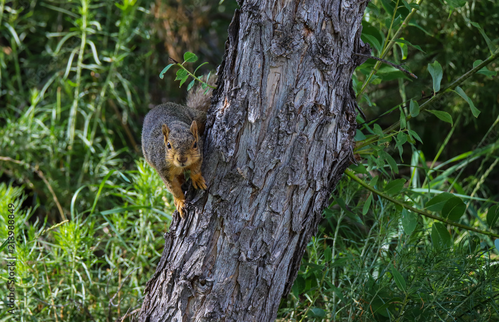 Squirrel On A Tree Squirrel On A Tree