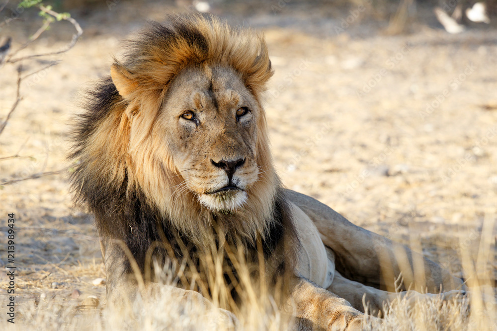 Male lion in the Kgalagadi Transfrontier Park in South Africa