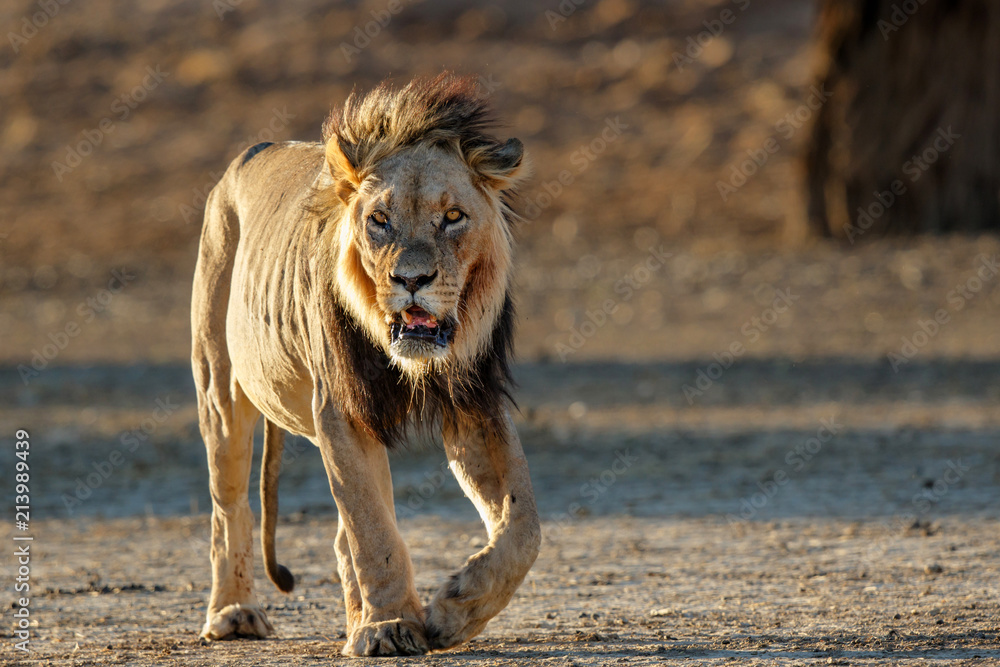 1000_F_213989439_ge9DT5XLJgvpme1mu7PgRIS