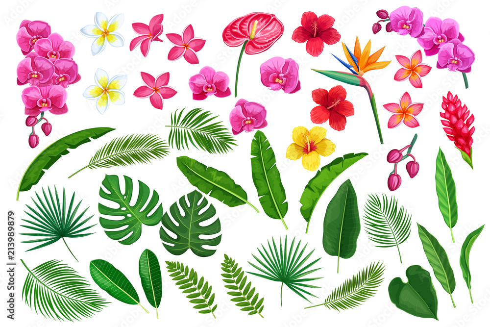 Fototapeta tropikalne liście i kwiaty