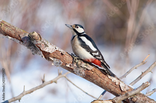 Great spotted woodpecker sits on a thick branch with a flaky bark.