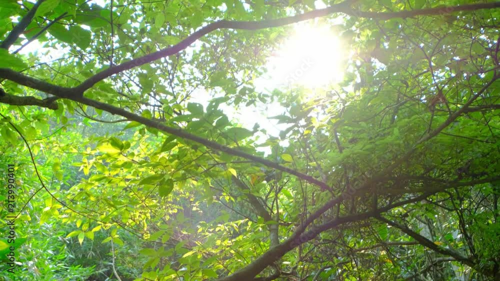 beautiful trees with sunshine beautiful trees with sunshine