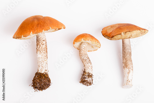 Wild fresh mushrooms on white. Orange Birch Bolete. Copyspace. Autumn background.