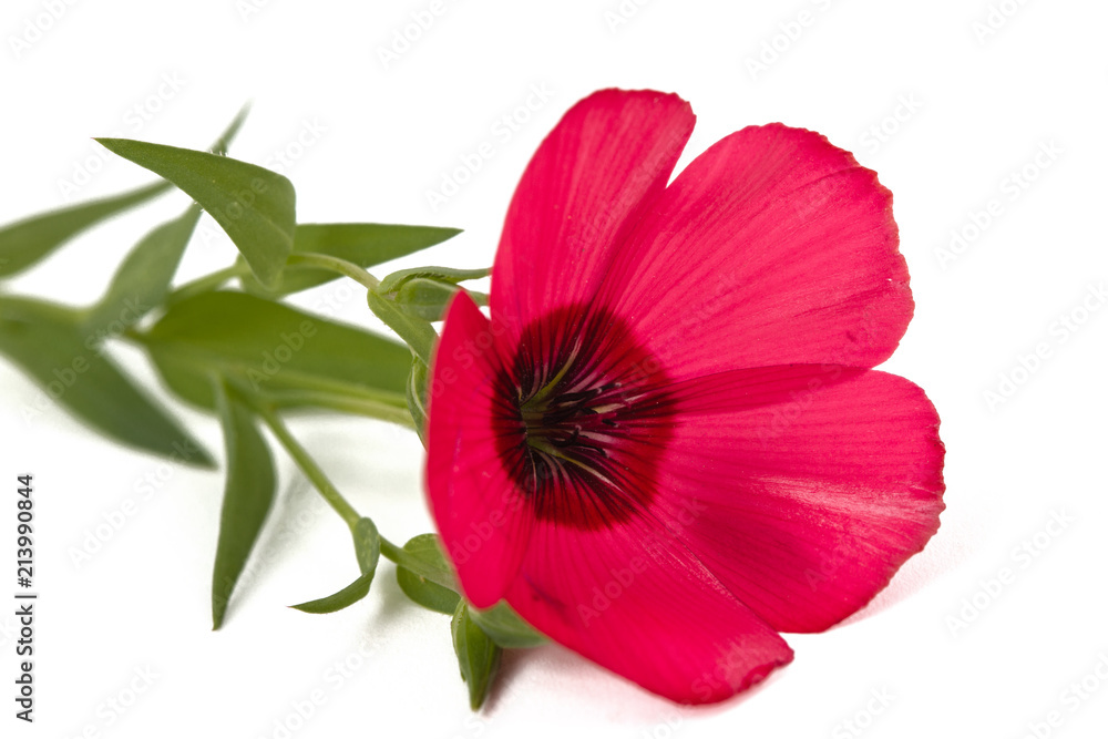 Red flower of flax, isolated on white background Red flower of flax, isolated on white background