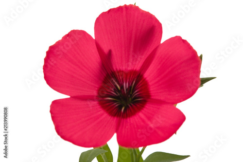 Red flower of flax  isolated on white background