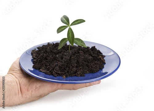 Young plant growing on the plate. New life or new beginning concept